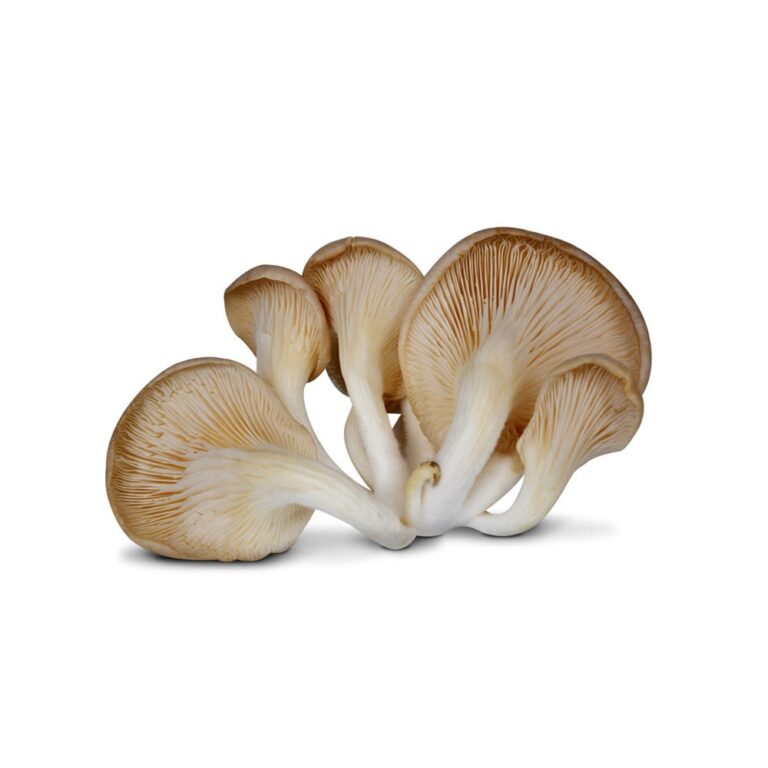 3768MushroomOyster