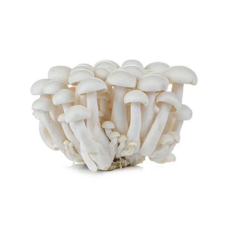 3772MushroomShimejiWhite