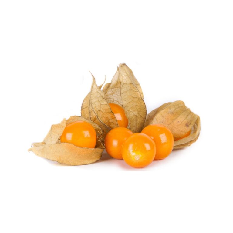 3961Physalis