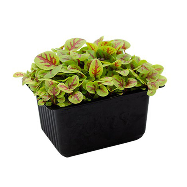 Red Vein Sorrel Cress