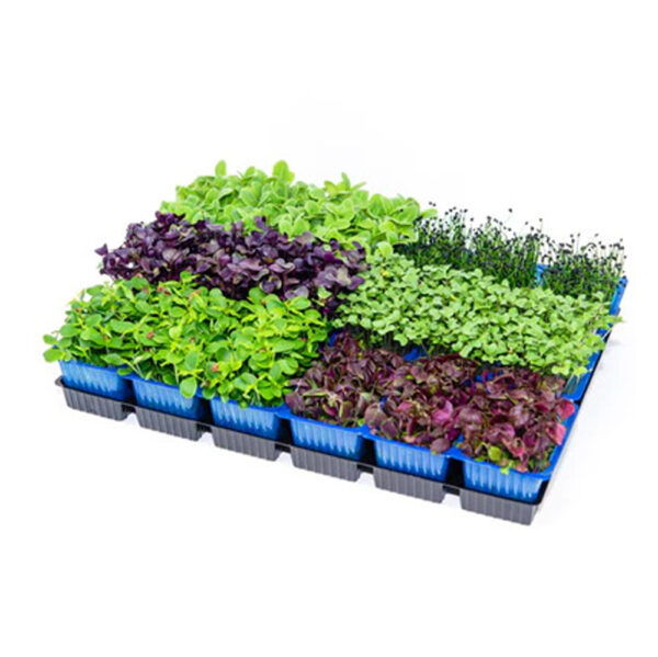 Sakura Cress Mix